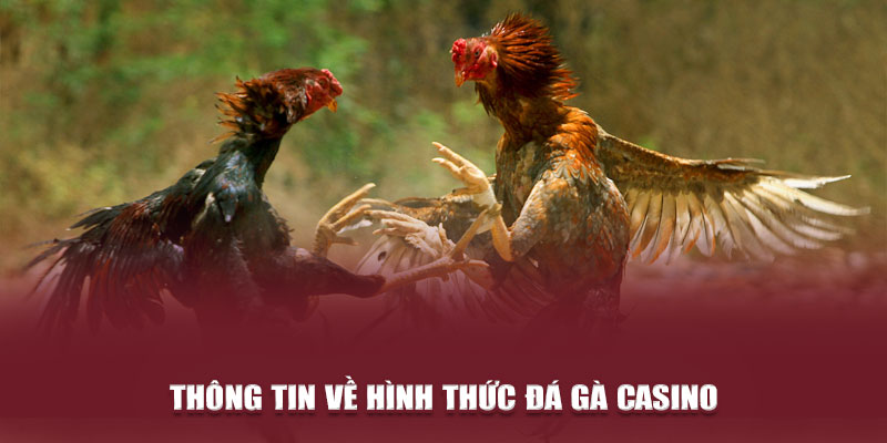 Thông tin về hình thức đá gà casino 