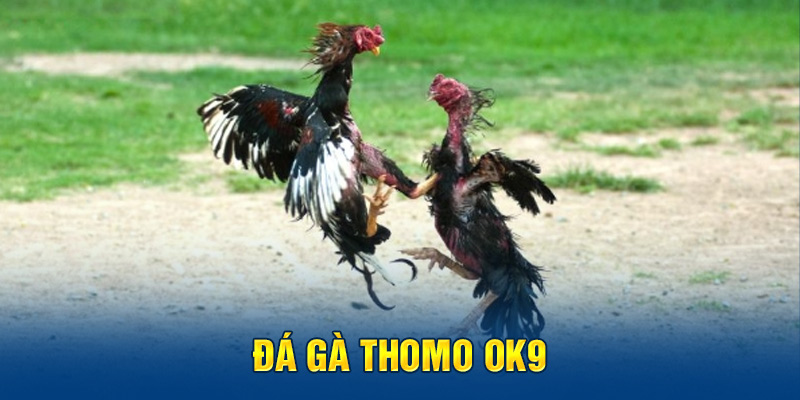 Đá gà Thomo 99OK